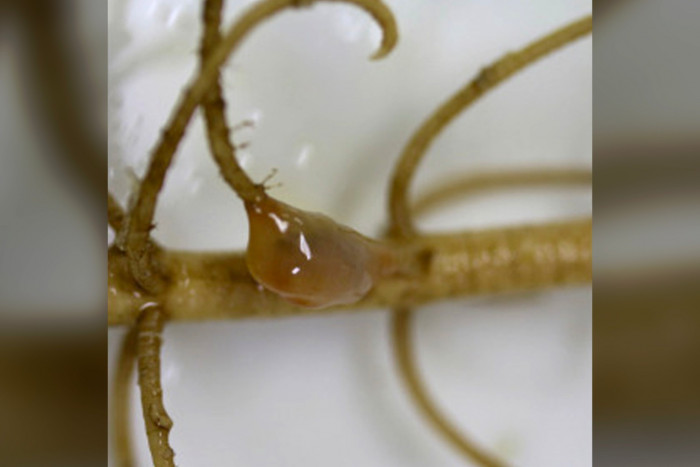 A close-up of a crinoid with the globular non-skeletal coral attached to its stem.