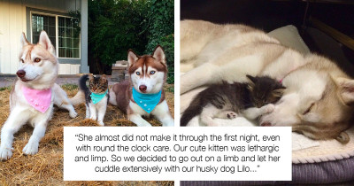 Precious Kitten Saved From Certain Death Befriends Life-Saving Husky Dogs
