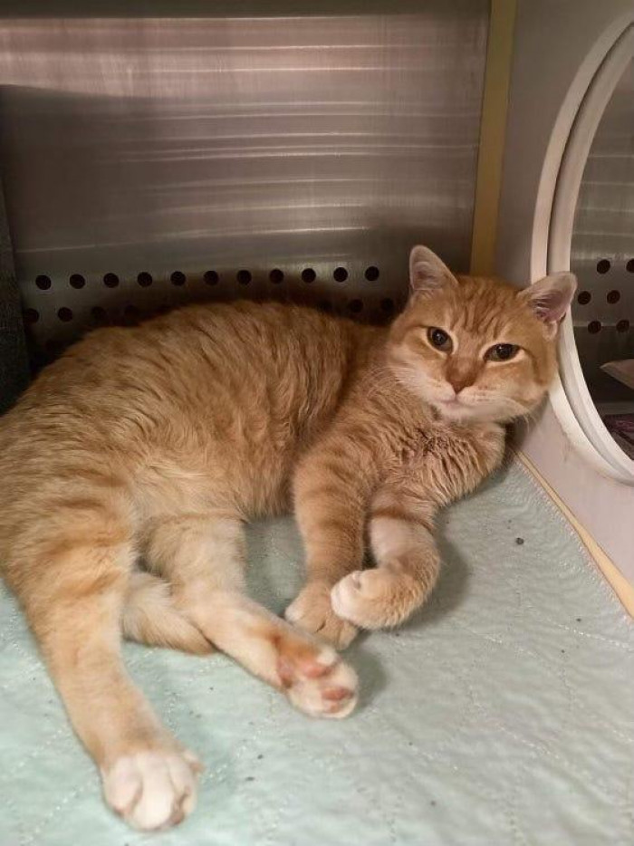 Both this orange cat and her owner must be distraught.