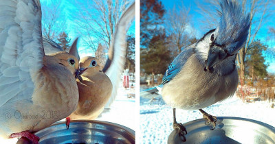 This Woman Set Up a Photobooth for Birds in Her Backyard, and the Results Are Beautiful