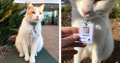 Devoted Cat Got His Hospital Job As "Security Guard" For Always Hanging Around