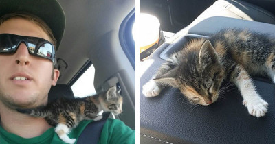 Truck Driver Rescued A Stray Kitten And Fell Asleep As Soon As She Realized She Was Finally Safe