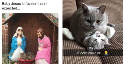 Authentic Cat Memes That Are Bona Fide Hilarious