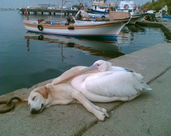 2. “A pelican befriended a stray dog who was often spotted hanging out all alone along the boat docks. The man who photographed this has adopted him but brings him back every day to see his friend, Petey the Pelican.”
