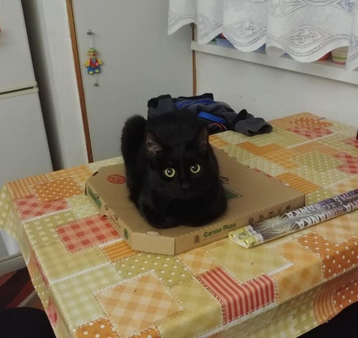 12. "The doctor said you shouldn't eat pizza."