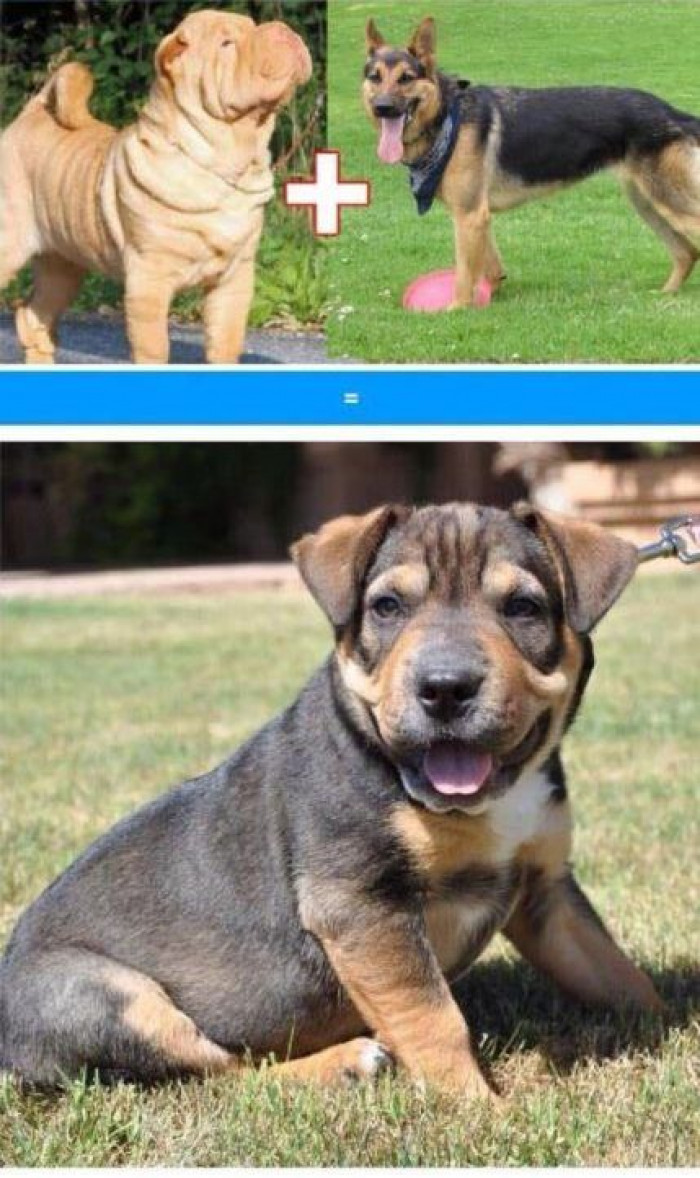 8. German Shepherd and a Shar-Pei