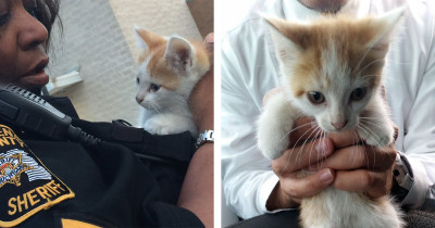 People Can't Stop Talking About This Adorable Kitten That Interrupted A Live News Broadcast
