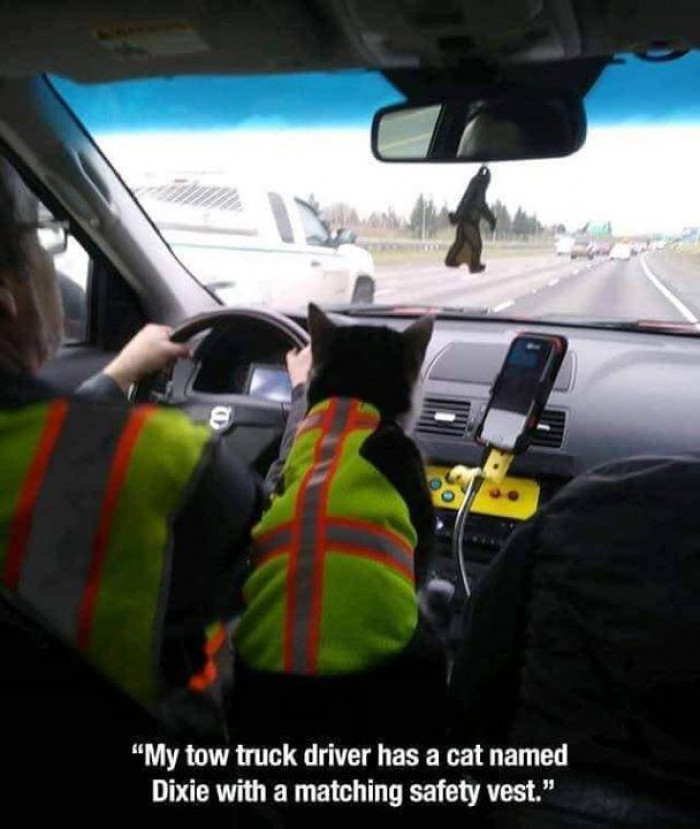 15. Traffic Cat