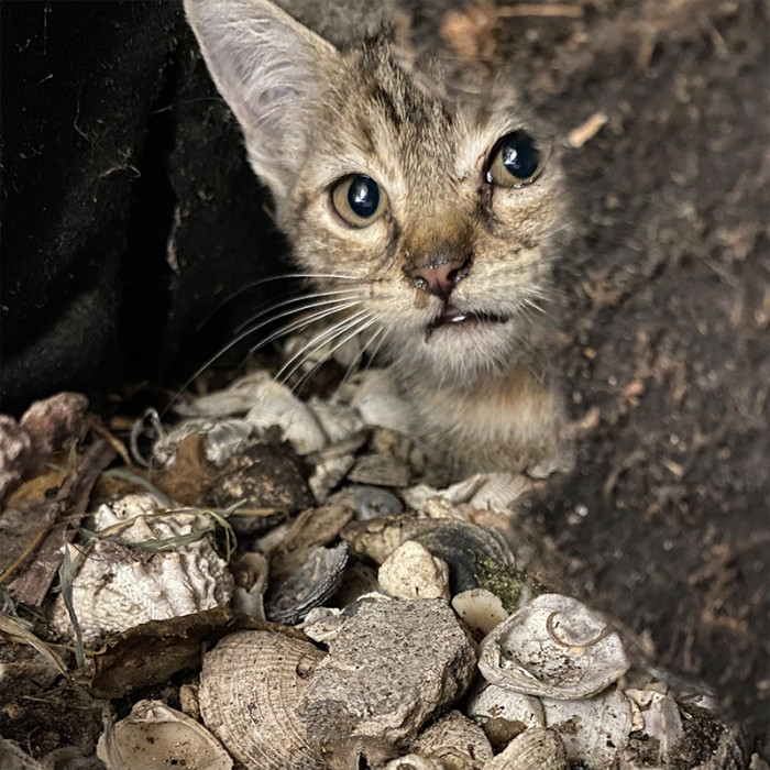 Poor Emmy must have been dumped just like Ginny.