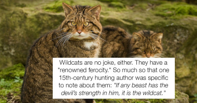 The UK Is Breeding Wildcats To Re-Introduce Into The Wild In Response To Mass Culling