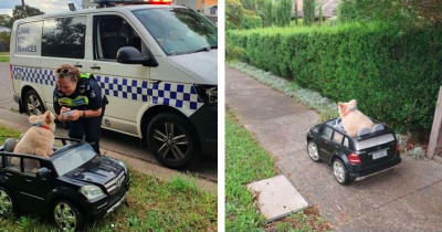 Adorable Dog Driving Around In A Miniature Car Gets Pulled Over By The Police