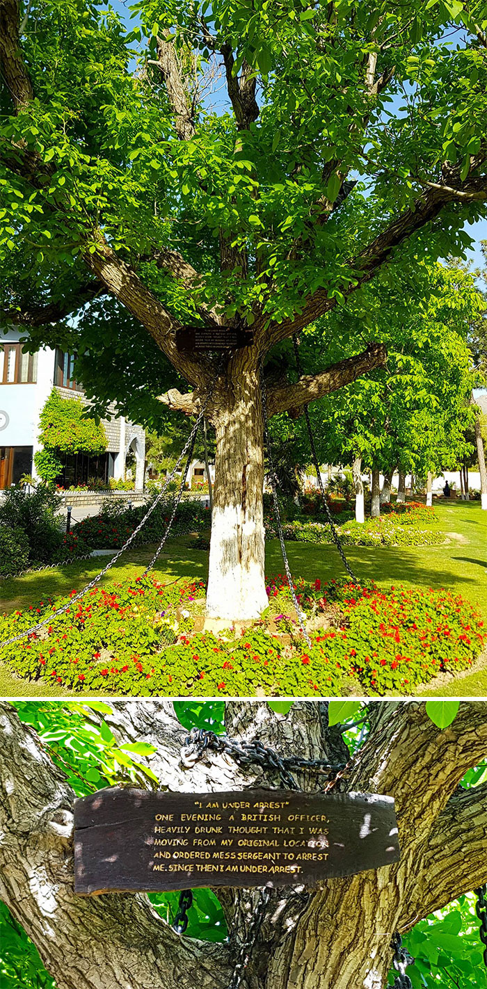 14. This Banyan tree has been arrested since 1898. 