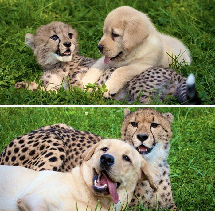 38. Cheetah And Doggo Stayed Best Friends From The Start!