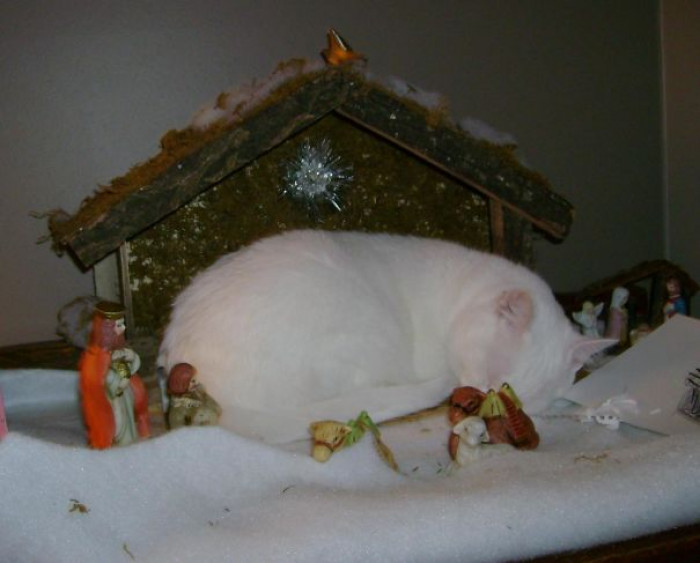13. "'Baby In A Manger' (By The Way, Her Name Is Actually Baby)"