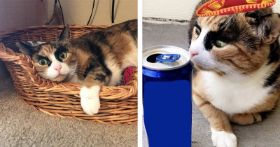 This Is Lilly, The Cara Delevingne of All Cats and Owner of Special Markings