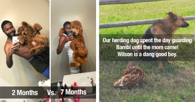 Wholesome Dogs Who Will Put You in an Instant Good Mood