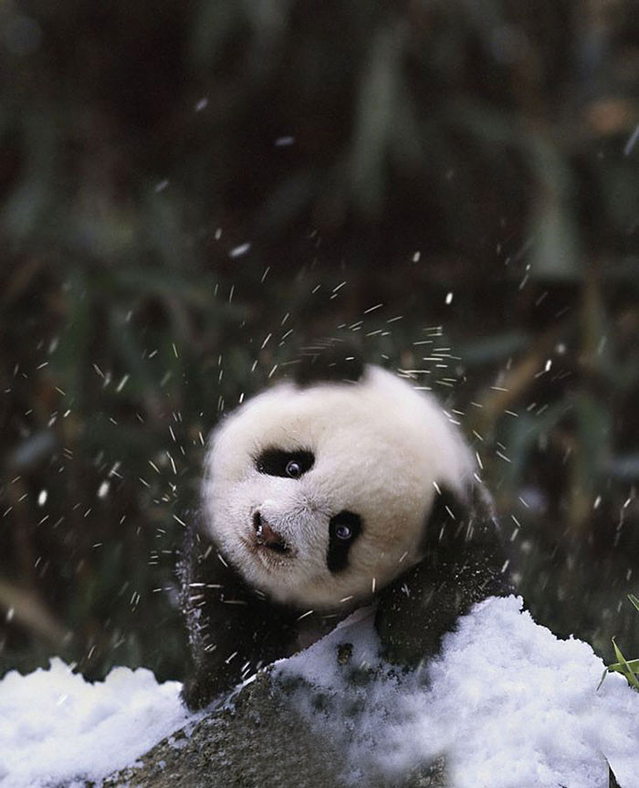 #23 Panda bo-banda... Snow-bear.