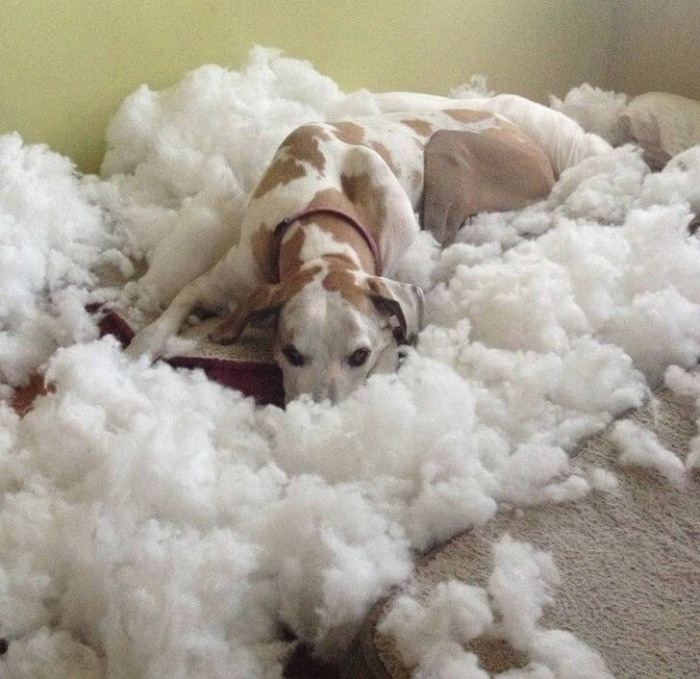 1. This dog is on cloud nine.