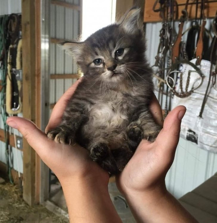 23. A new friend arrived at the barn this morning