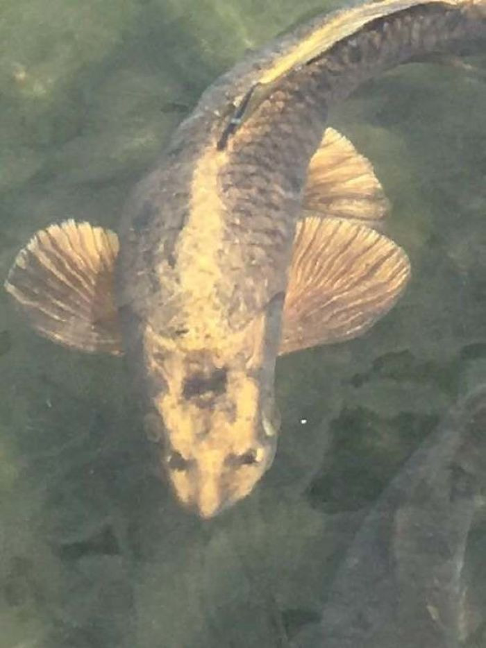 "The Markings on This Fish Look Like a Cat"