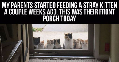 These Cats Did Not Belong To Anyone, So They Decided To Claim Humans