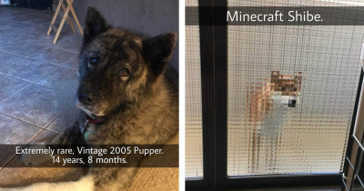Heckin Best Rare Puppers Of The Internet, All Gathered Into One Place