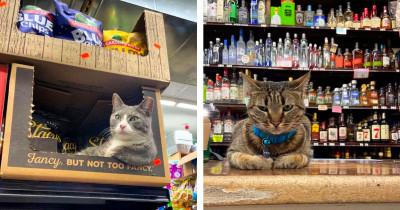 Cats Chilling In Corner Shops Totally Act Like They Own The Place