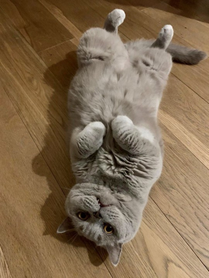 35. Earl doesn’t want to work - belly rubs are more fun.