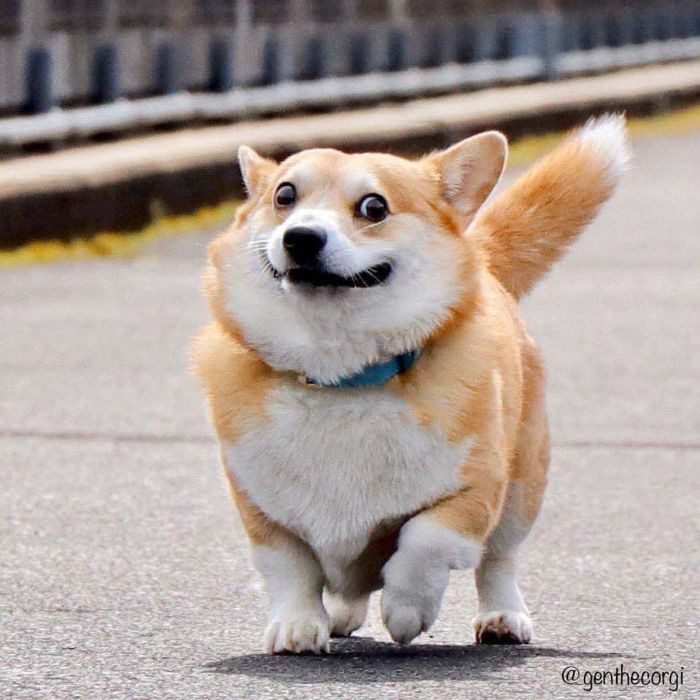 2. Did you ever think you'd relate so much to a corgi dog's awkward smile?