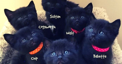 Litter of Purr-fectly Precious Black Kittens Born to a Very Grateful Rescued Mama Cat