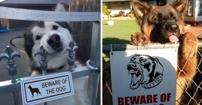 Beware of Dog Signs That Don't Work Even Though The Doggos Are Very, Very Scary Looking