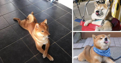 The Greatest Collection of Shiba Inu Moments Caught On Camera Ever