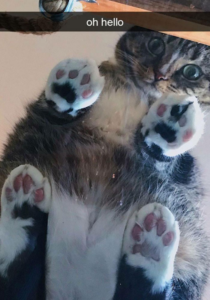 Cat sitting by a glass table, paws visible, curious expression