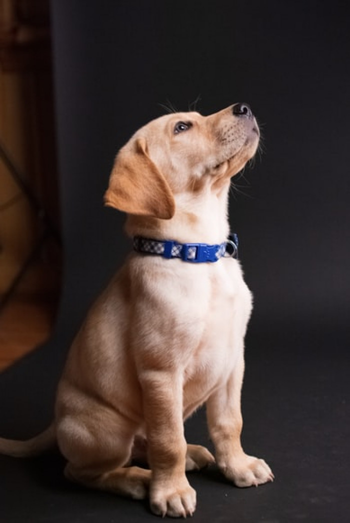 1. You will have to get to know your dog