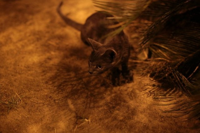 Cat resting on a blanket near wedding seating, guests looking amused