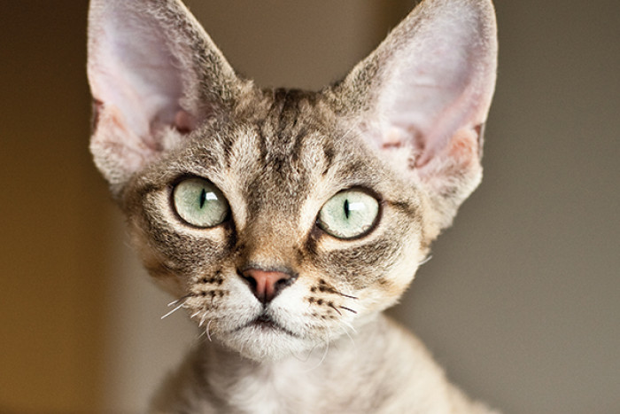 Devon Rex