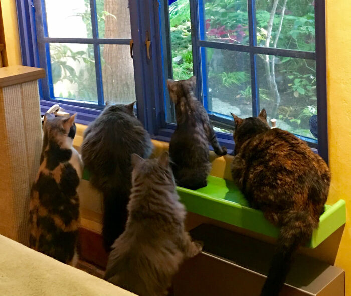 A cat's life wouldn't be complete without a stalking area, so they also have a stalking window!