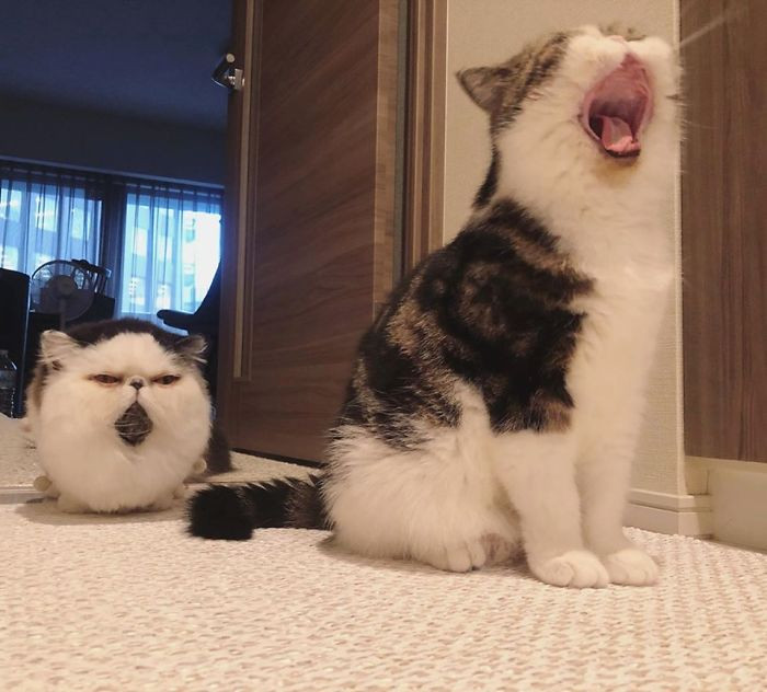 During an exclusive interview, Zuu and Bocco’s owner Chika told Bored Panda that her two cats “sleep all day long while I’m at work — I assume that they sleep around 20 hours a day.”