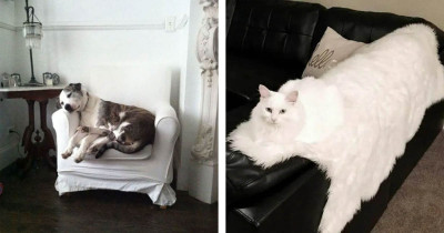 Amusing Photos Of Cats Hiding In Plain Sight