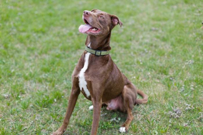 Dog finally catches its tail, pausing in confusion during playful chase.