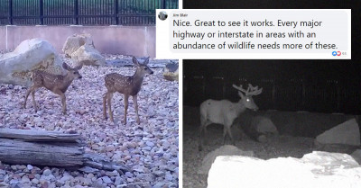 Internet Rejoices Over Highway Overpass in Utah That Helps Wildlife Safely Cross Busy Highways
