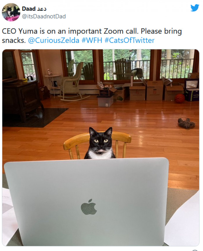 15. "Get out! I'm busy! This is an important meeting; I need privacy... and also some treats as brain food, please!"