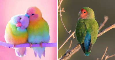 These Rose-Faced Birds Are Sure To Make You Fall In Love With Their Beautiful Pastel Hues