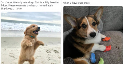 14 Heartwarming Animal Tweets That Everyone Will Surely Love