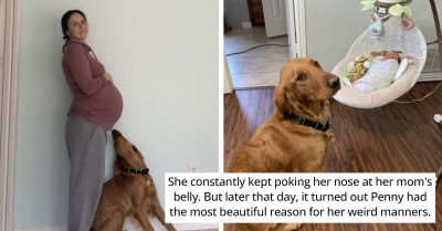 Dog Sensed That Her Pregnant Mom Was On The Verge Of Giving Birth And Tried To Forewarn Her