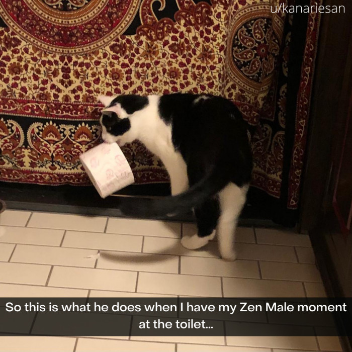 16. What else should the cat do?