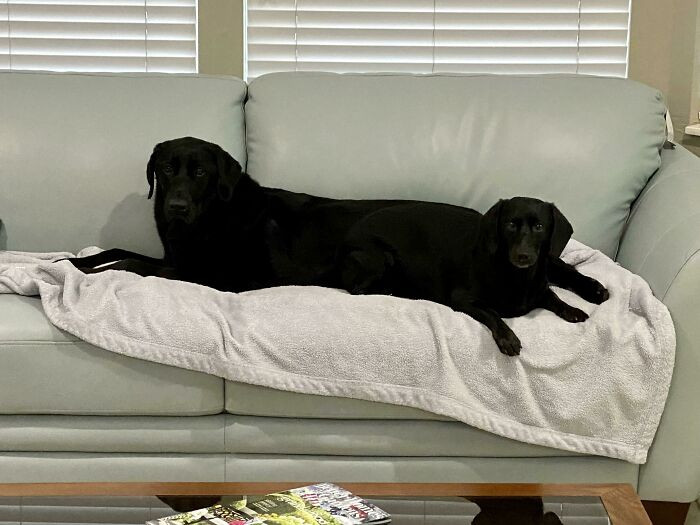 41. "Came Home From Work And Found Our Labrador Had Grown Another Head On Her Butt"
