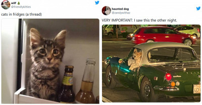 40 Funny And Adorable Tweets About Cats And Dogs