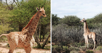Gimli And Nigel, The First Giraffe Dwarves In The World, Will Steal Your Heart At First Glance