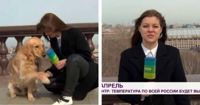Mischievous Pup Steals Reporter's Microphone During Live Program